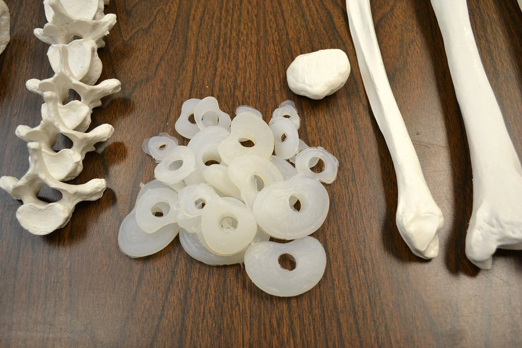 Life Sized Human Skeleton with 23 Intervertebral Discs W96502