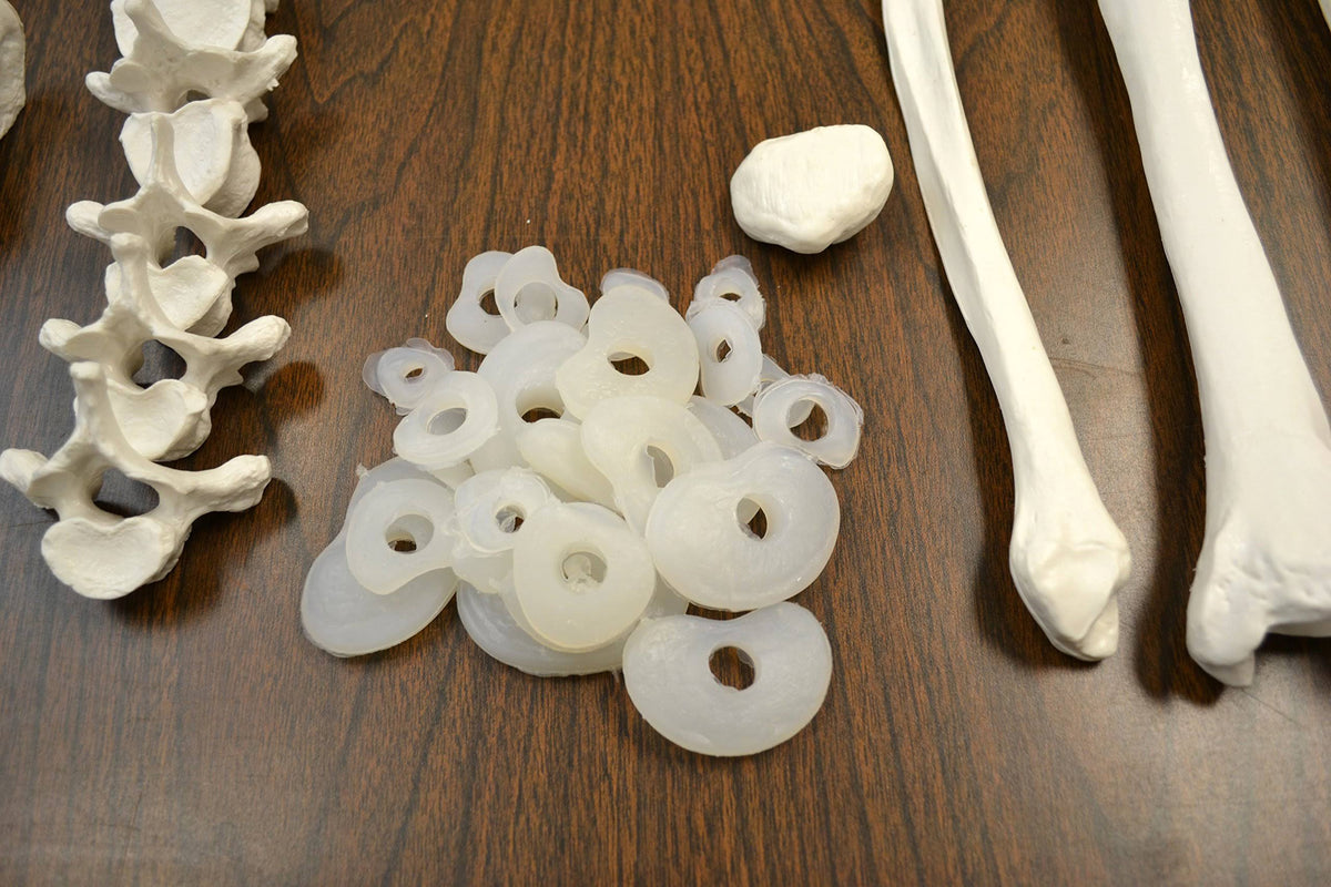 Life Sized Human Skeleton with 23 Intervertebral Discs W96502