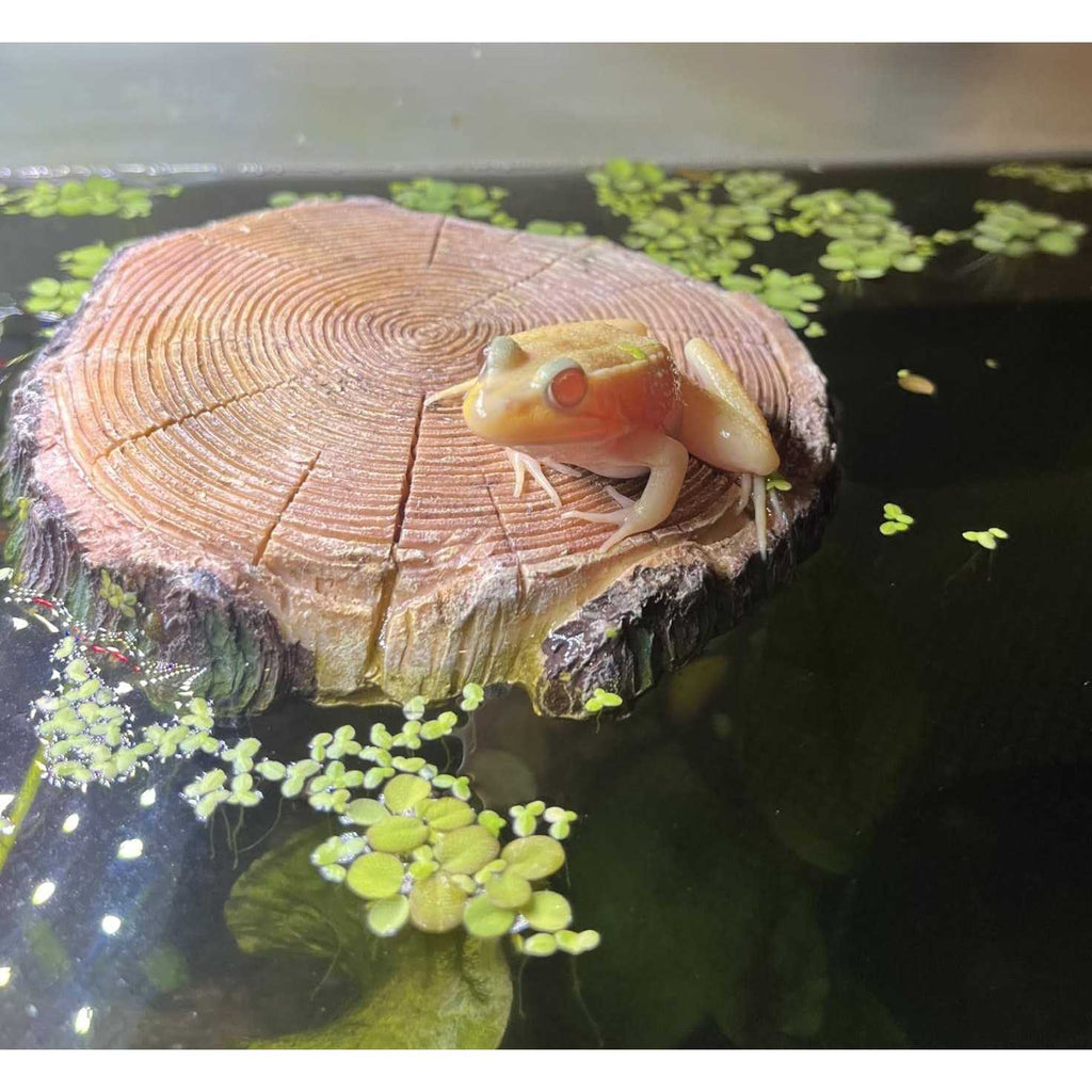 Aquatic Turtle Floating Basking Platform with Suction Cup V417547