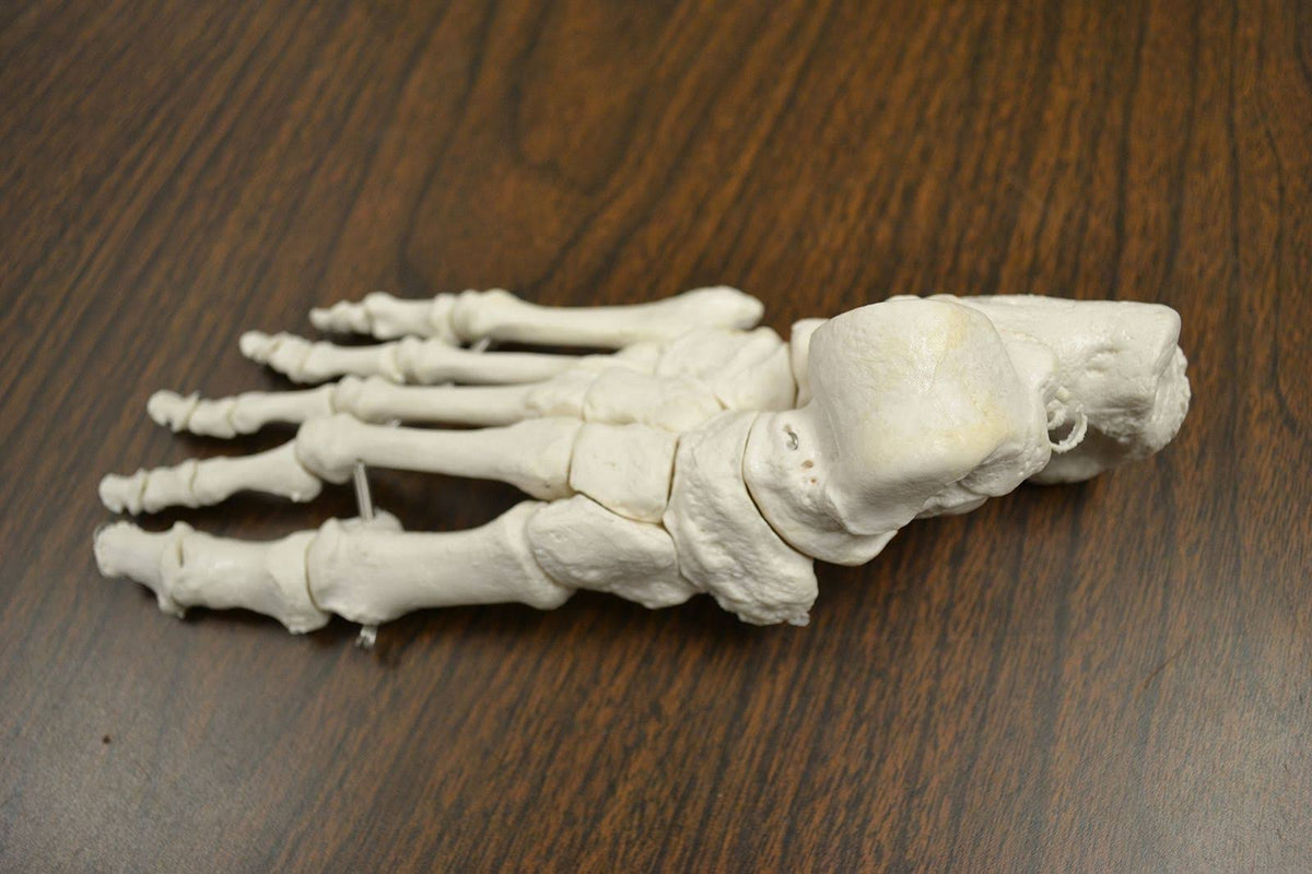 Life Sized Human Skeleton with 23 Intervertebral Discs W96502