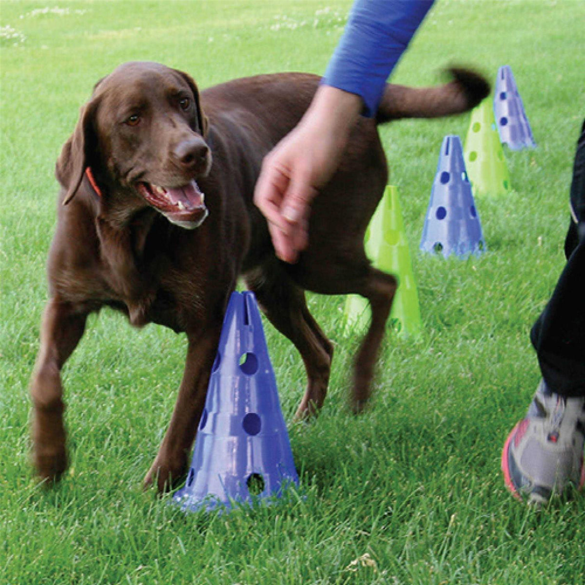 Dog Agility Kit D961170