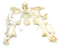 Life Sized Human Skeleton with 23 Intervertebral Discs W96502