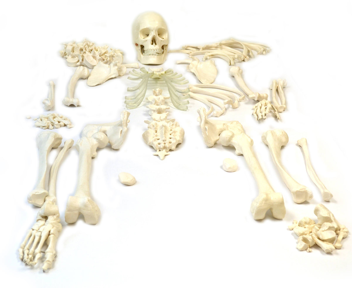 Life Sized Human Skeleton with 23 Intervertebral Discs W96502