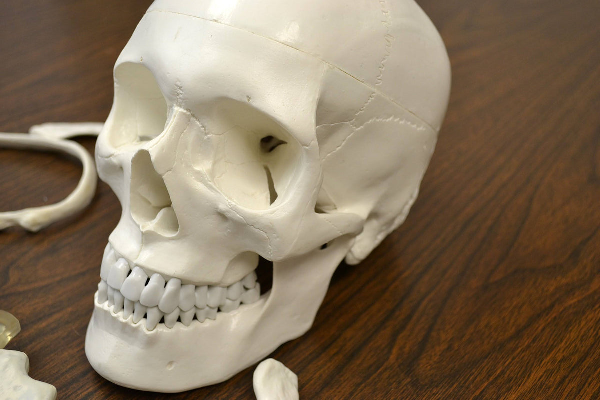 Life Sized Human Skeleton with 23 Intervertebral Discs W96502