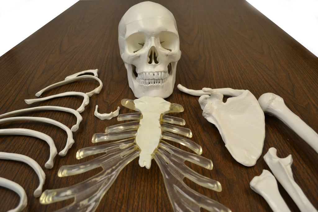 Life Sized Human Skeleton with 23 Intervertebral Discs W96502
