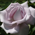 Live Purple Rose Bush K3951