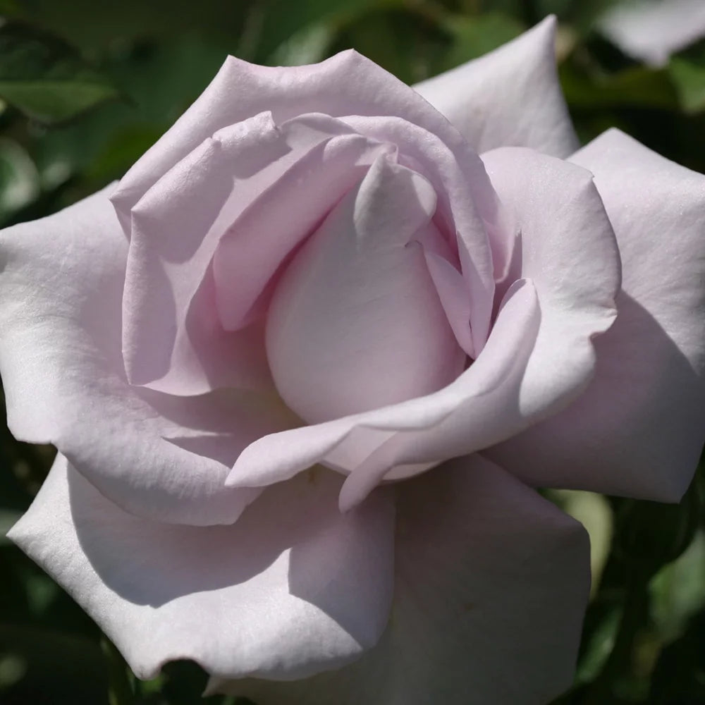 Live Purple Rose Bush K3951