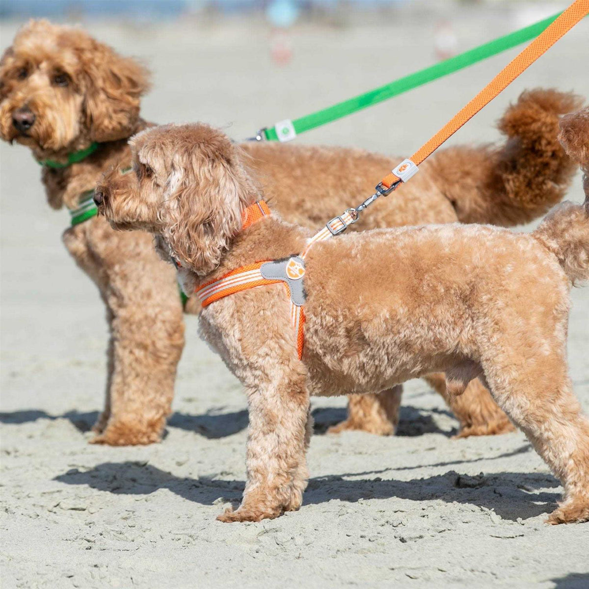 Dog Harness W8923