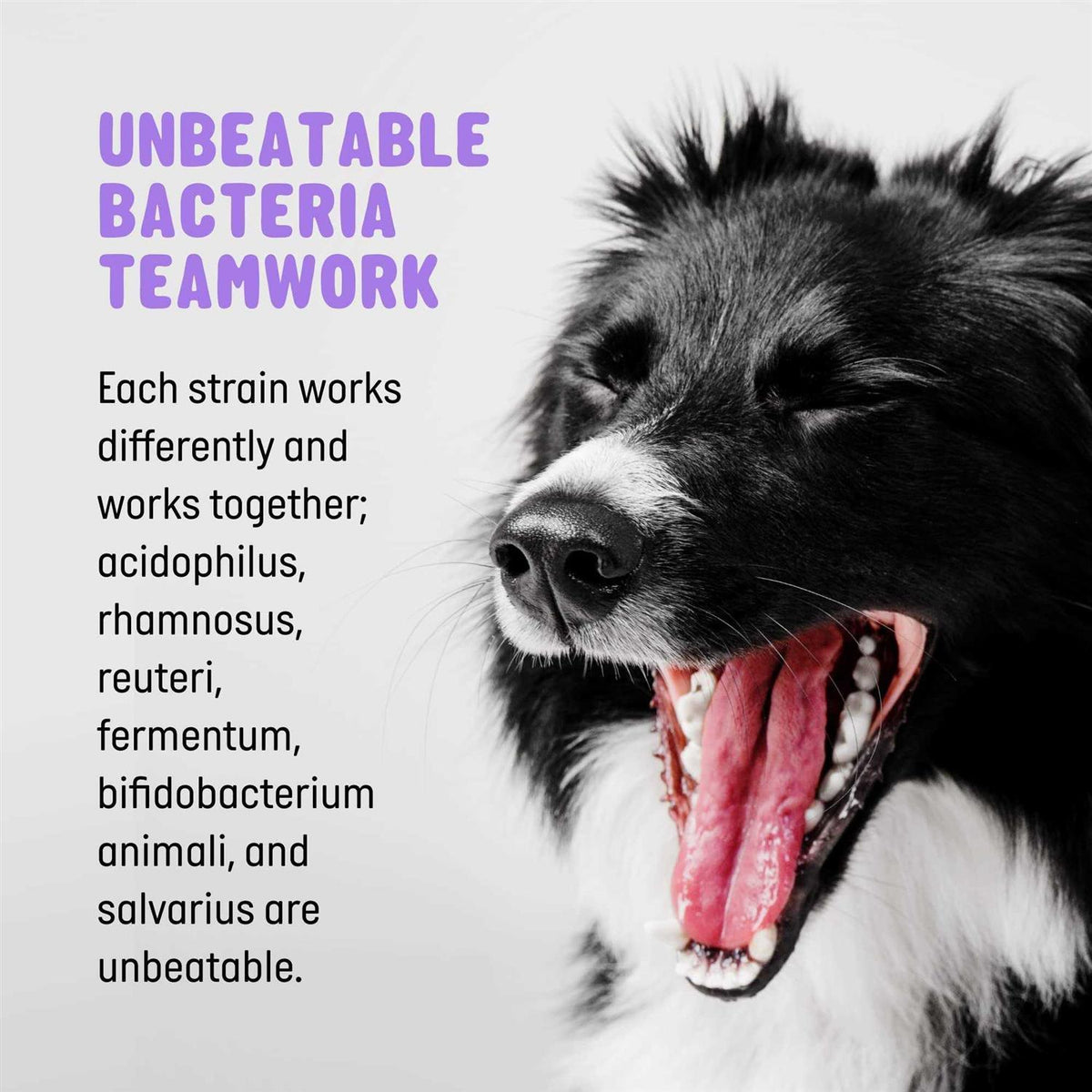 Pet Probiotics and Digestive Enzymes for Dogs C251
