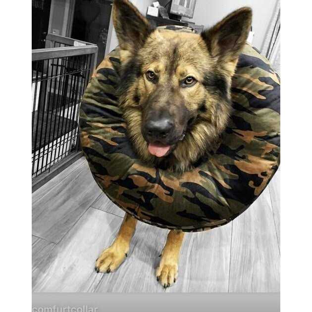 Dog & Cat Recovery Collar U943