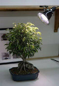 32W Fluorescent Grow Light Kit G469