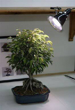 32W Fluorescent Grow Light Kit G469