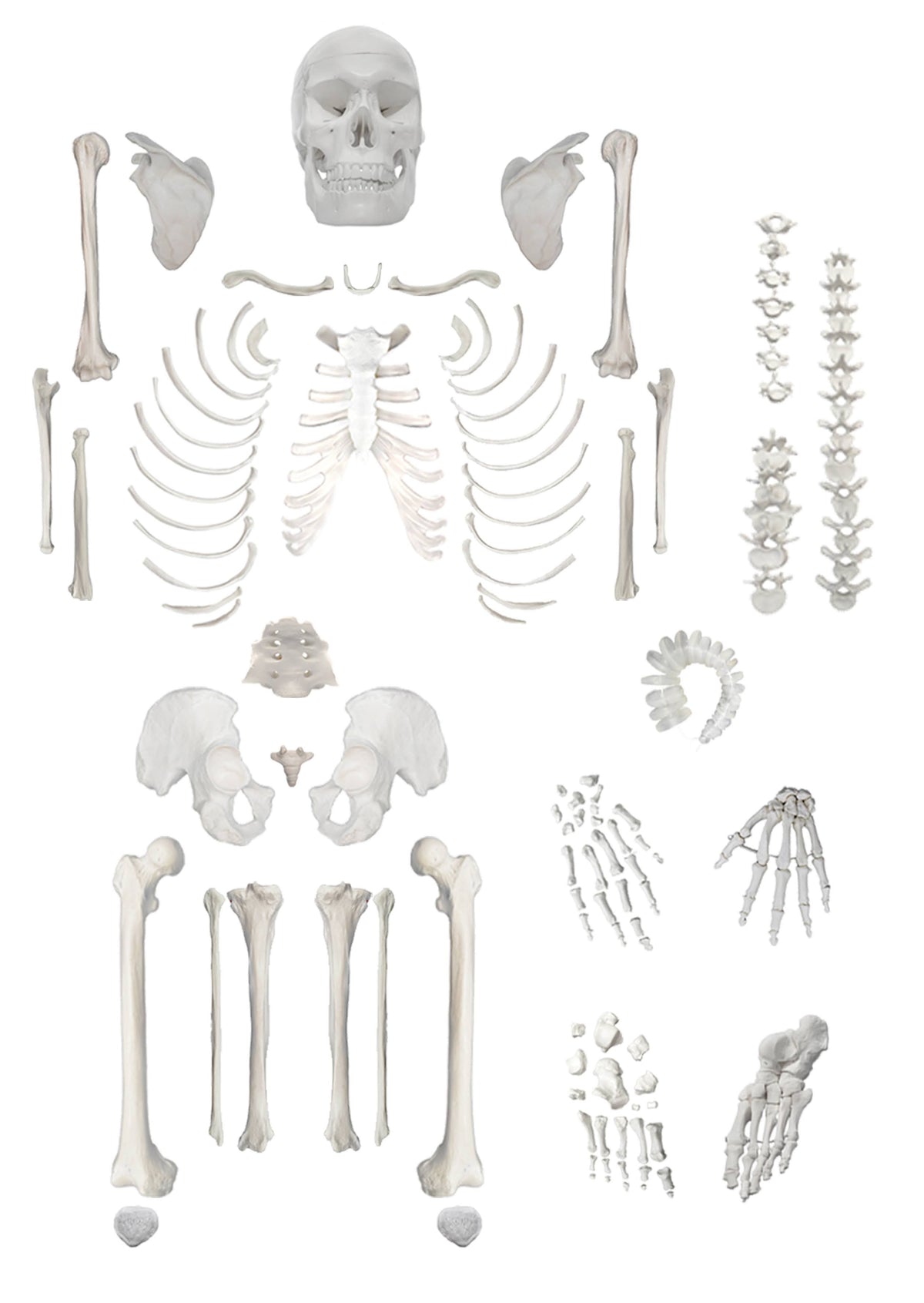 Life Sized Human Skeleton with 23 Intervertebral Discs W96502