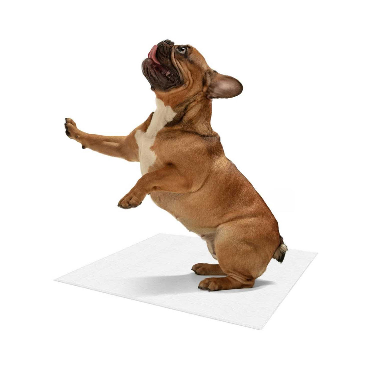 Reusable Pee Pads for Dogs G828