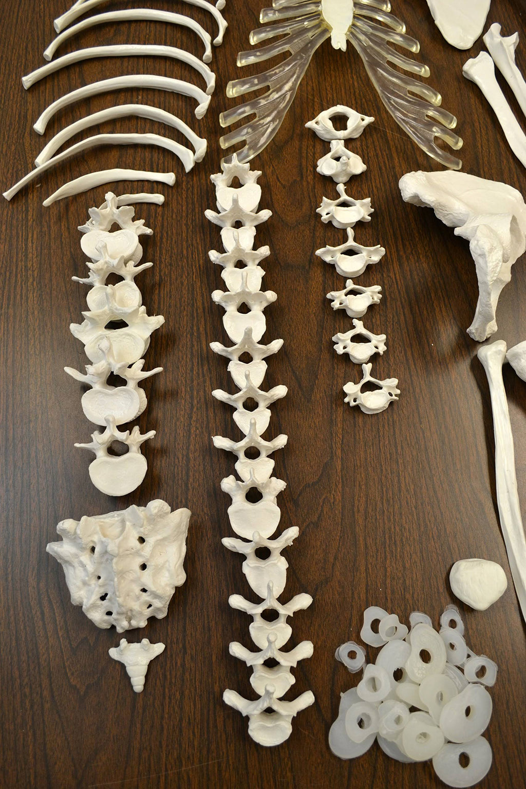 Life Sized Human Skeleton with 23 Intervertebral Discs W96502
