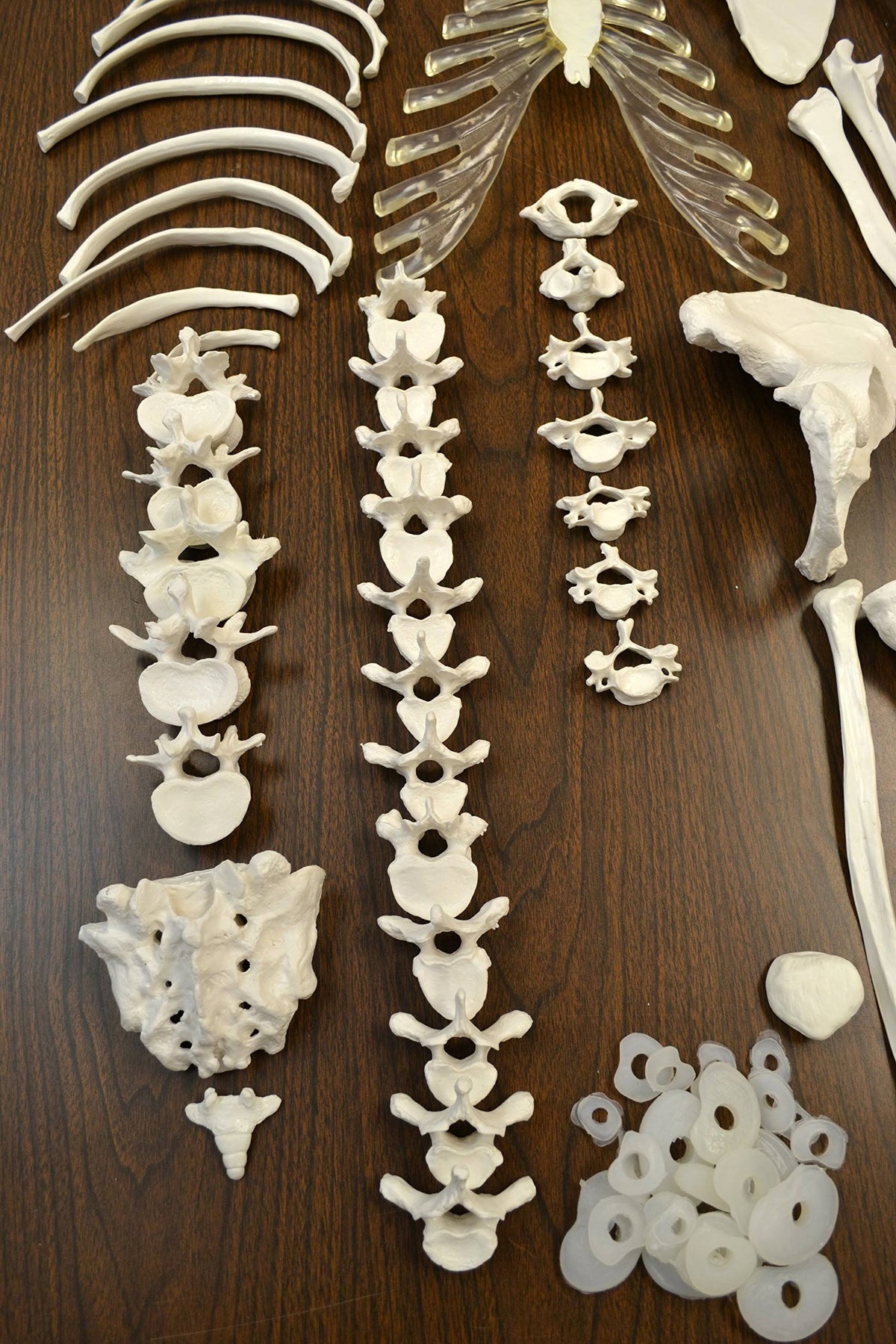 Life Sized Human Skeleton with 23 Intervertebral Discs W96502