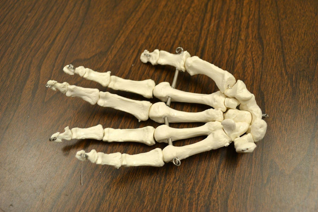 Life Sized Human Skeleton with 23 Intervertebral Discs W96502