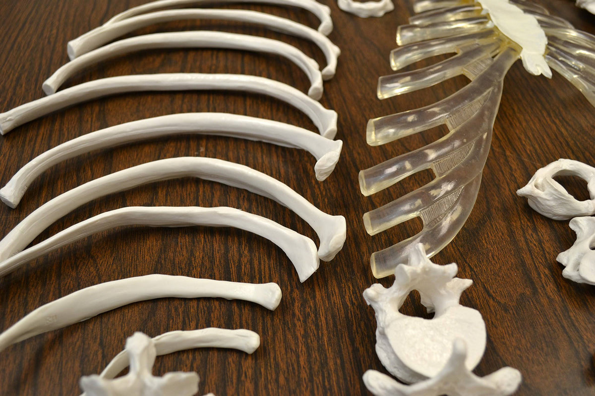 Life Sized Human Skeleton with 23 Intervertebral Discs W96502