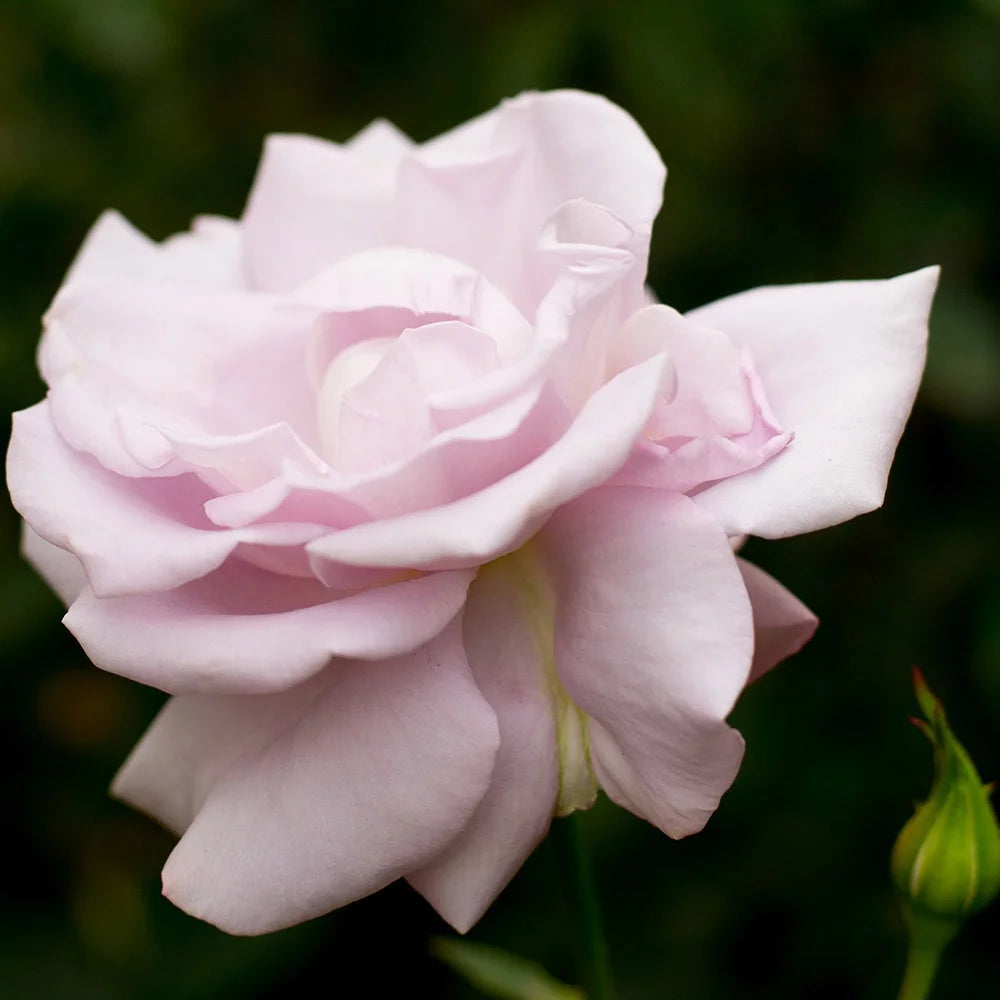 Live Purple Rose Bush K3951