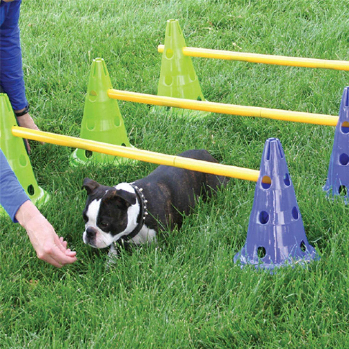 Dog Agility Kit D961170