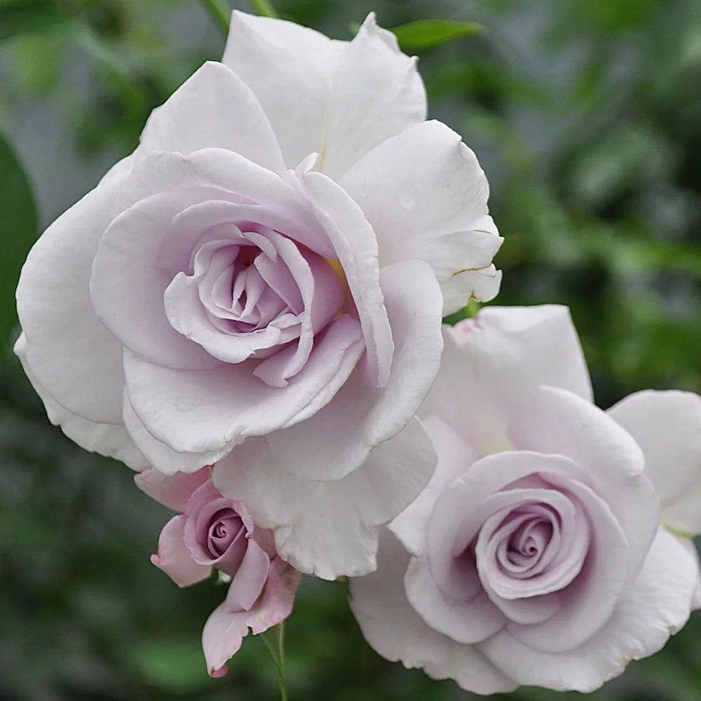 Live Purple Rose Bush K3951