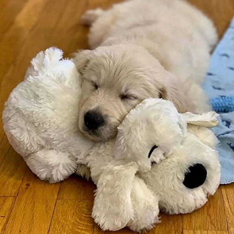 2 in 1 Interactive Plush Dog Toy C321