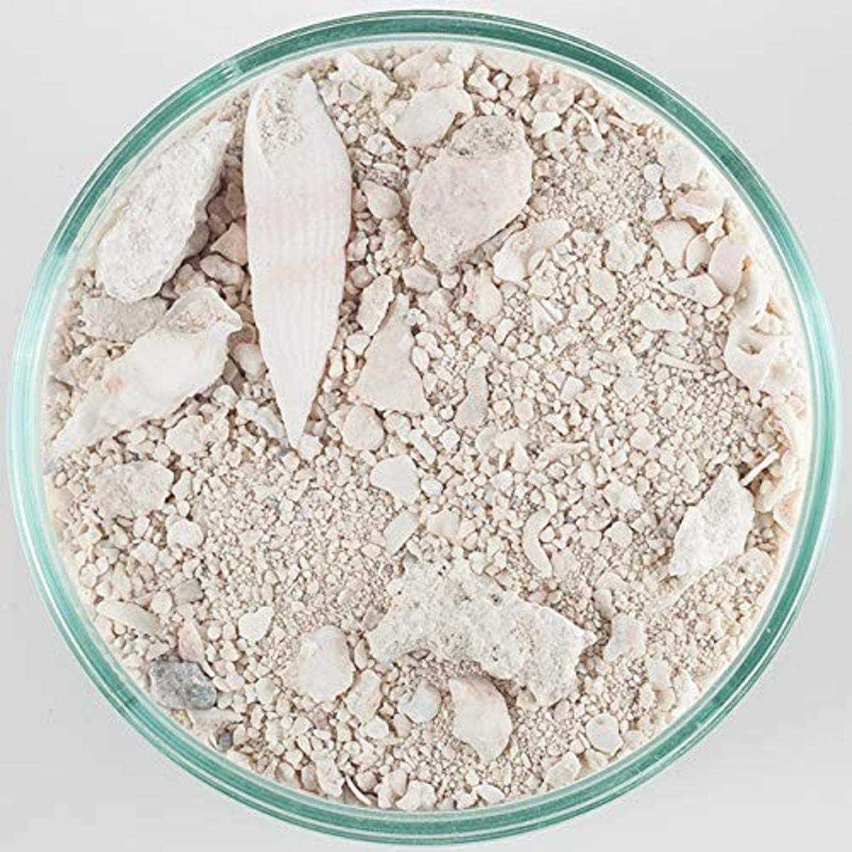 Natural Live Sand F288