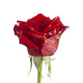 Painted Confetti Roses 125 Stems N405
