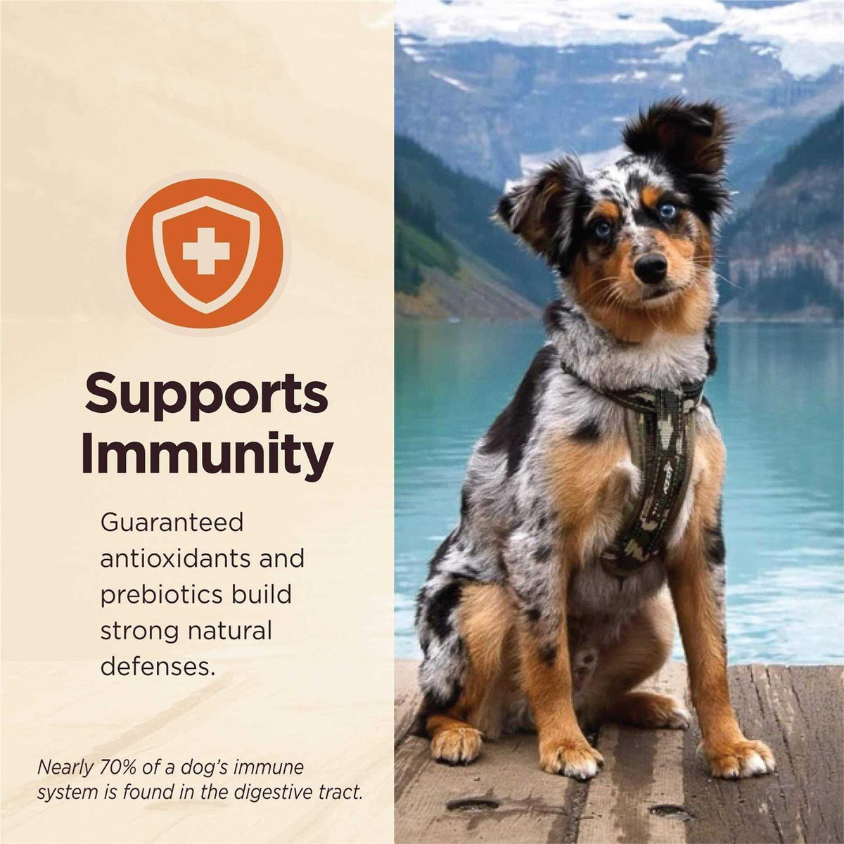 Grain Free Wet Dog Food Z50825