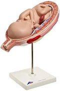 8 7th Month Fetus 5 9 x 12 6 10 X363245