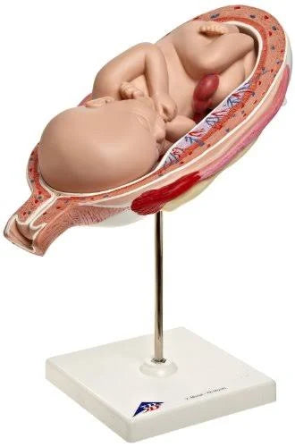 8 7th Month Fetus 5 9 x 12 6 10 X363245